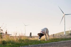 Photographing a Great Dane