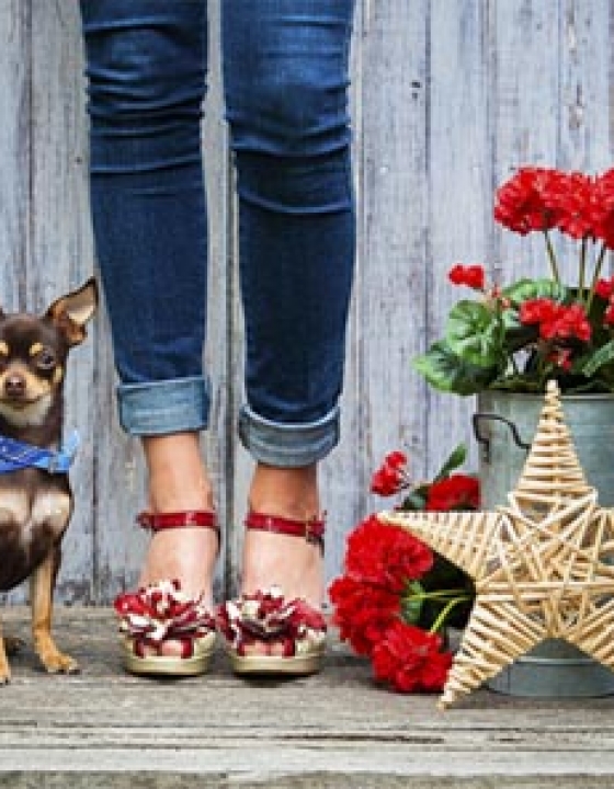 Preparing for your Pet’s photo shoot?