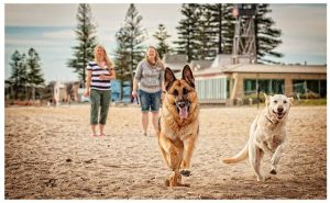 Beach Dogs - PAWtraits - Pet Photography Melbourne