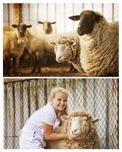 Sheep - PAWtraits Pet Photography Melbourne