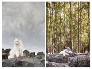 Samoyed - PAWtraits, Pet photography Melbourne