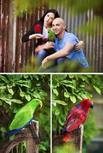 Outdoor studio –  Eclectus Parrots