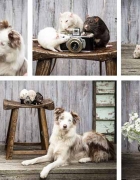 Preparing for your Pet’s photo shoot?