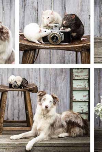 Outdoor Studio – Rats and dogs