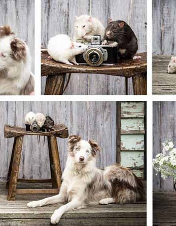 Photographing all pet types!