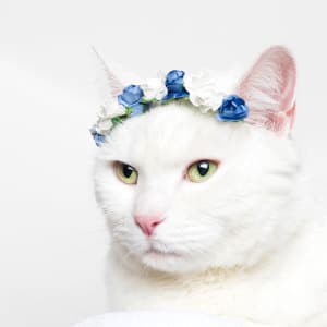 Cat crown