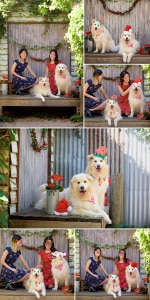 Dogs Christmas Photography