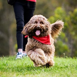 Action shots of Dogs - Melbourne