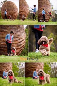 Dog Photography - Action