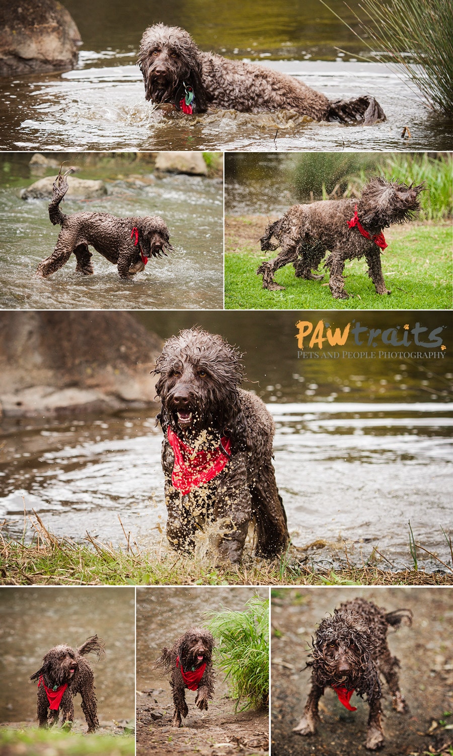 Dog Photography Action