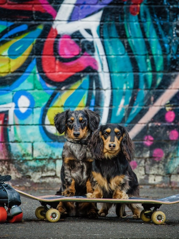 Photographing Adorable Dachshunds