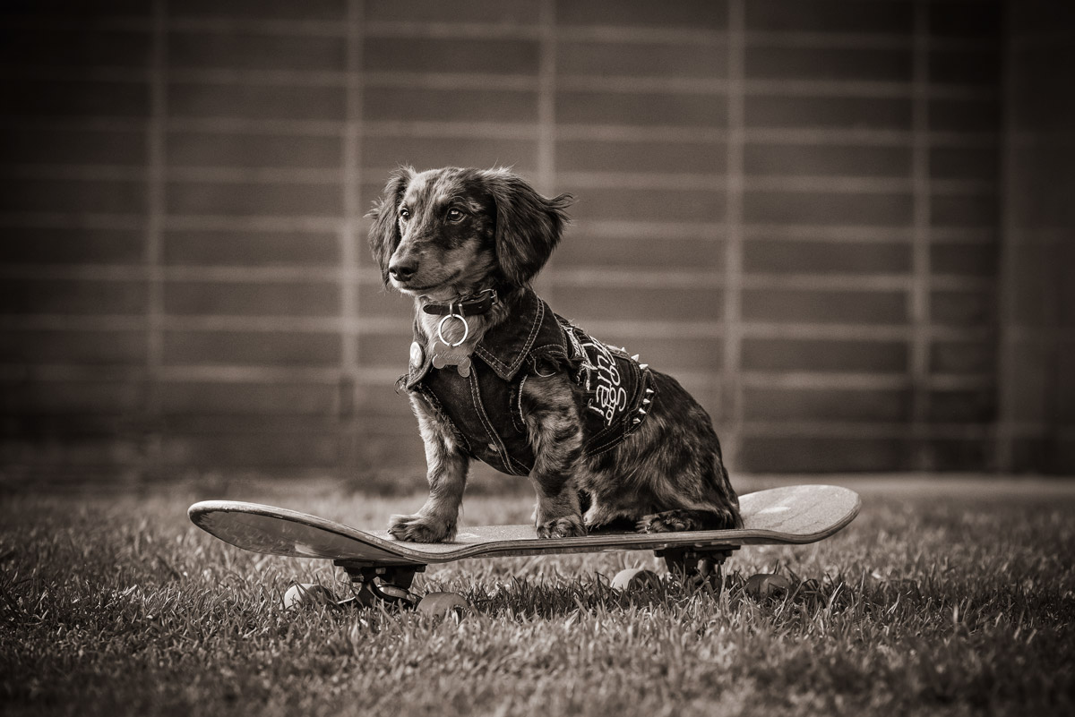 Dogs on skateboards - Photographing Dachshunds Melbourne