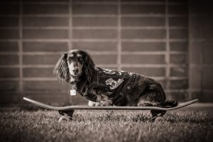 puppy dog photography in melbourne