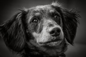 Professional photos of Dachshunds in Melbourne
