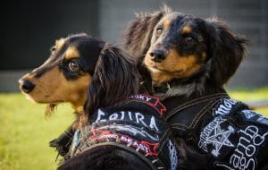 Cute Dachshunds in Melbourne, photography by Pawtraits of pets