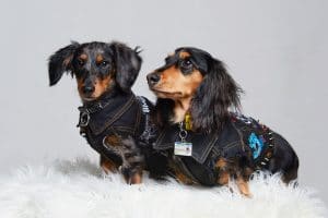 Dogs with Attitude, photoshoot of Dachshunds in melbourne